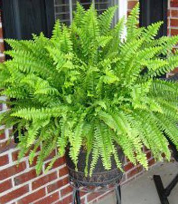 Boston Fern 10 Inch Standard Hanging Basket